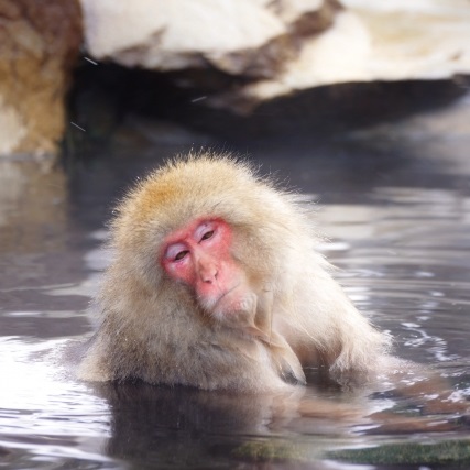 サルの入浴
